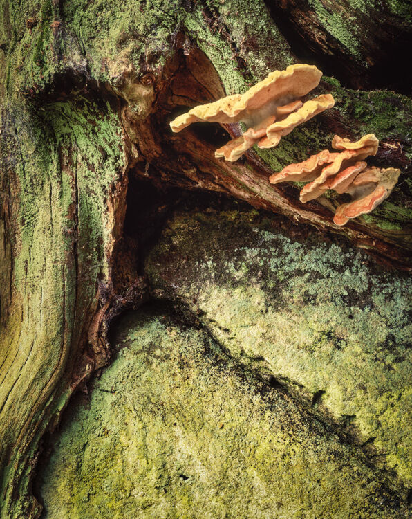 STRID WOOD, WHARFEDALE, YORKSHIRE, 1995