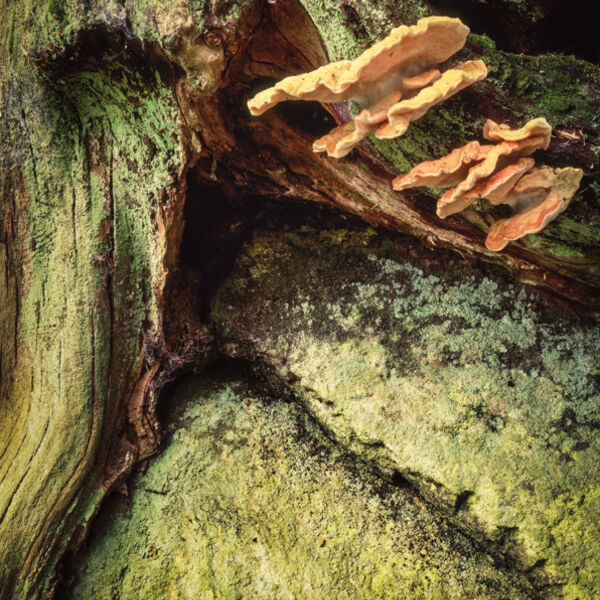 STRID WOOD, WHARFEDALE, YORKSHIRE, 1995
