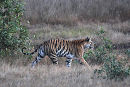 Tigress calling to 3 cubs