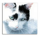 Domestic Cat Prints