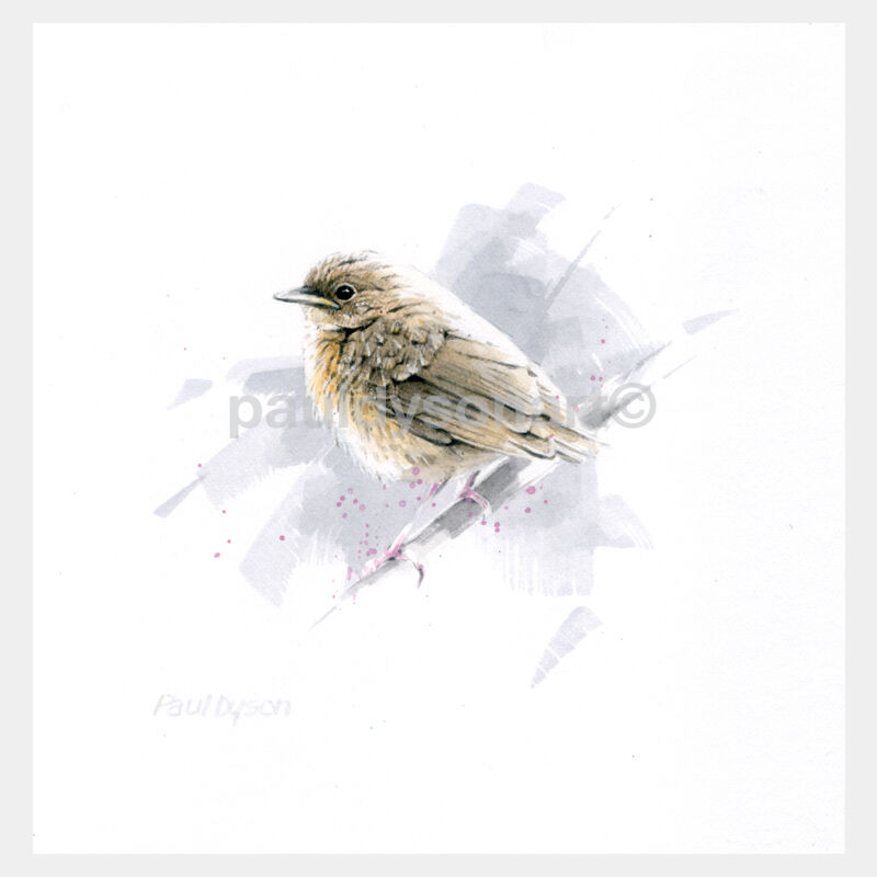 Baby Robin