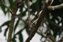 Bronze Backed Tree Snake
