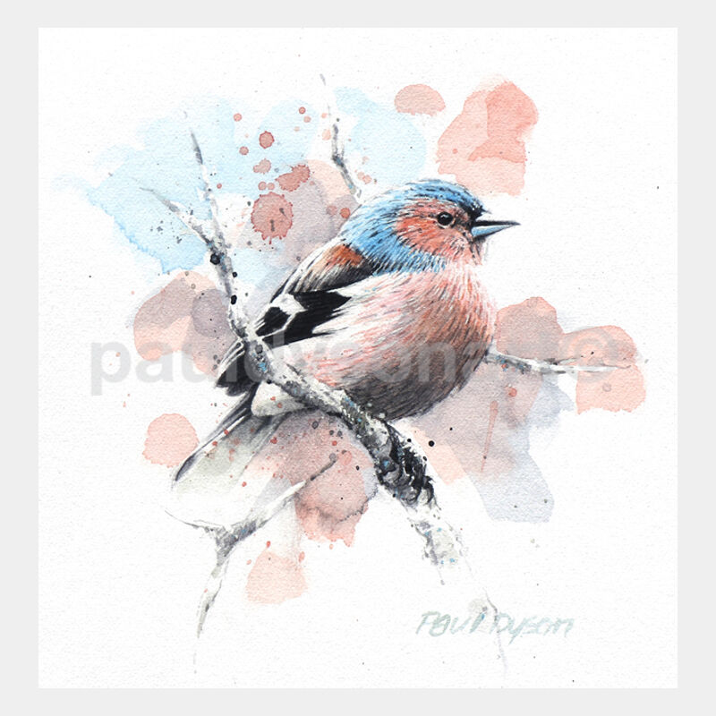 Cheeky Chaffinch