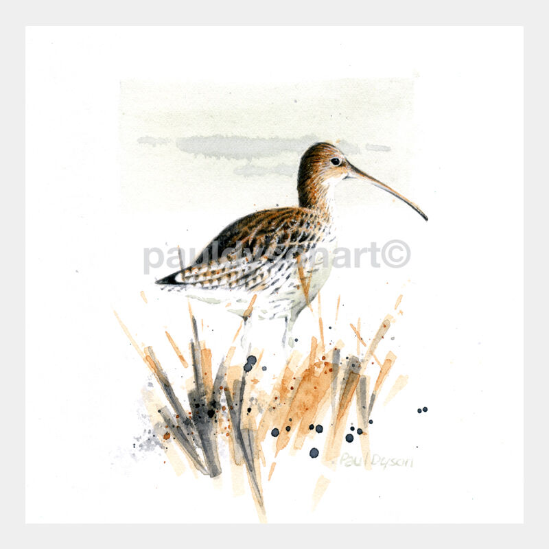 Curlew