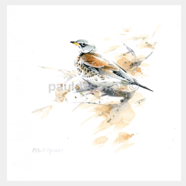 Fieldfare