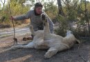 Stroking a lion.