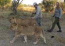 Walking with Lions.