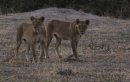 Two Lioness in the fading light.