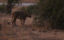 Lioness on the prowl.