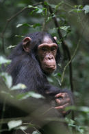 Chimps at Kibale