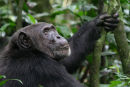 Chimps at Kibale
