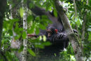 Chimps at Kibale