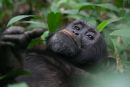Chimps at Kibale