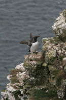 Guillemot