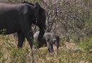 Baby Elephant with mother.