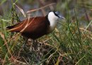 African Jacana
