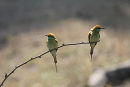 Green Bee-eaters