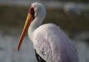 Yellow billed Stork.