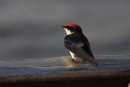 Wire-tailed Swallow.