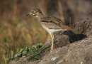Water Thick-knee.