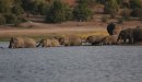 Elephant herd swimming.