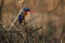Malachite Kingfisher.