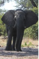 Elephant in camp