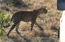 Leopard next to jeep