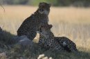 Cheetah and cub.