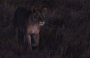 Lioness in the dark.