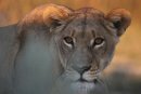 Lioness