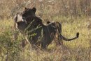 Lioness and two cubs.
