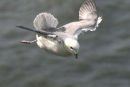 Fulmar