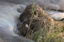 Suckling Lion cub.