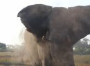 Dusty bull elephant