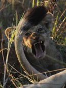 Lion cub showing his teeth.