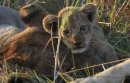 Lion cub with mum.
