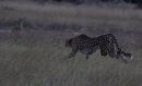 Cheetah hunting.