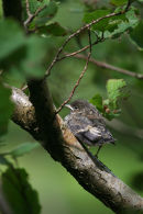 Pied Flycatcher fledgling