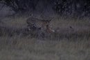Cheetah chase