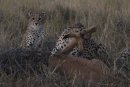 Mother Cheetah with Impala.