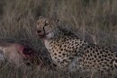 Cheetah mother eats at last, sadly the Impala is still alive at this point.