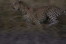 Leopard chasing.