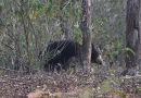 Sloth Bear