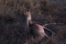 Leopard feeding on Impala.