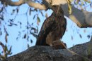 Tawny Eagle.