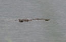 Otters at Yinis hir RSPB Reserve