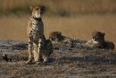 Cheetah with Cubs.