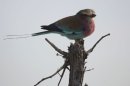 Lilac-breasted Roller