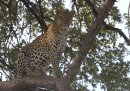 Leopard in tree.